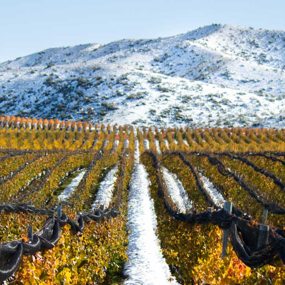 Catena Zapata Gallery 2