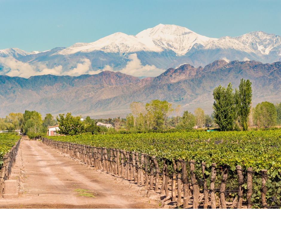 Mendoza Premium Wine Tours